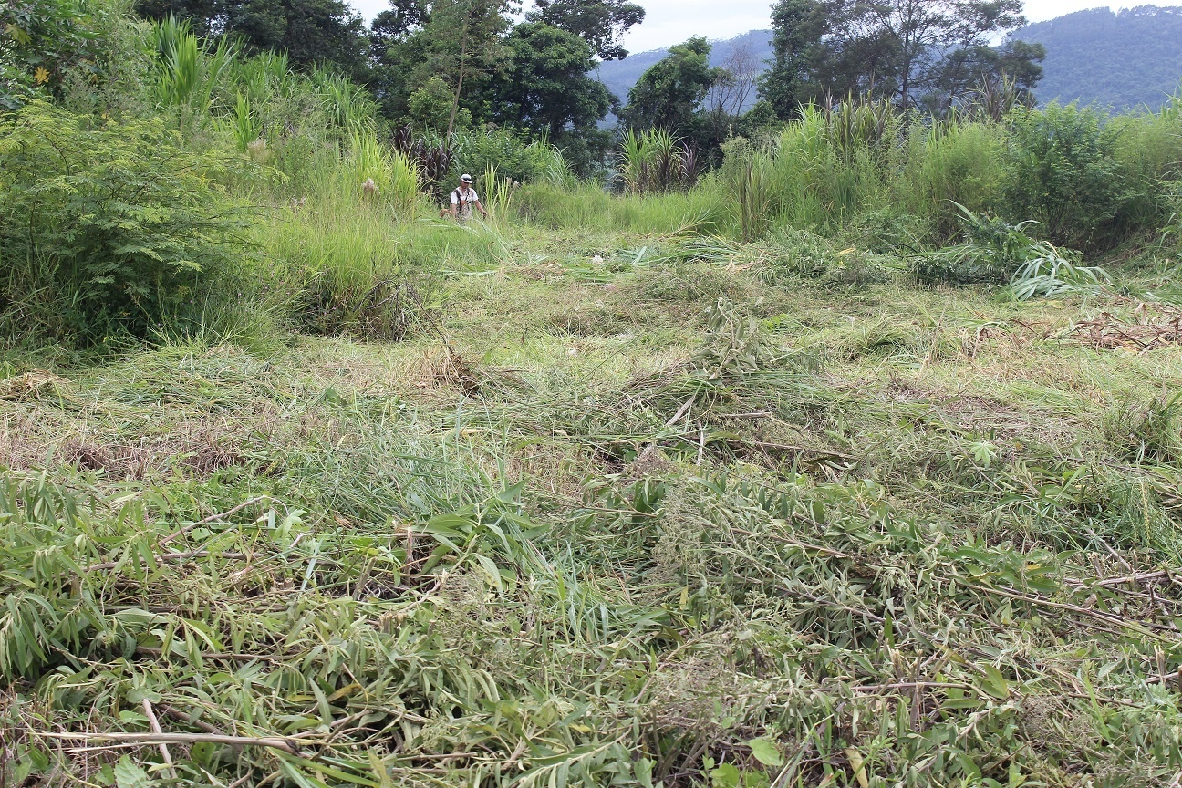 Prefeitura iniciou a limpeza das áreas públicas no perímetro urbano