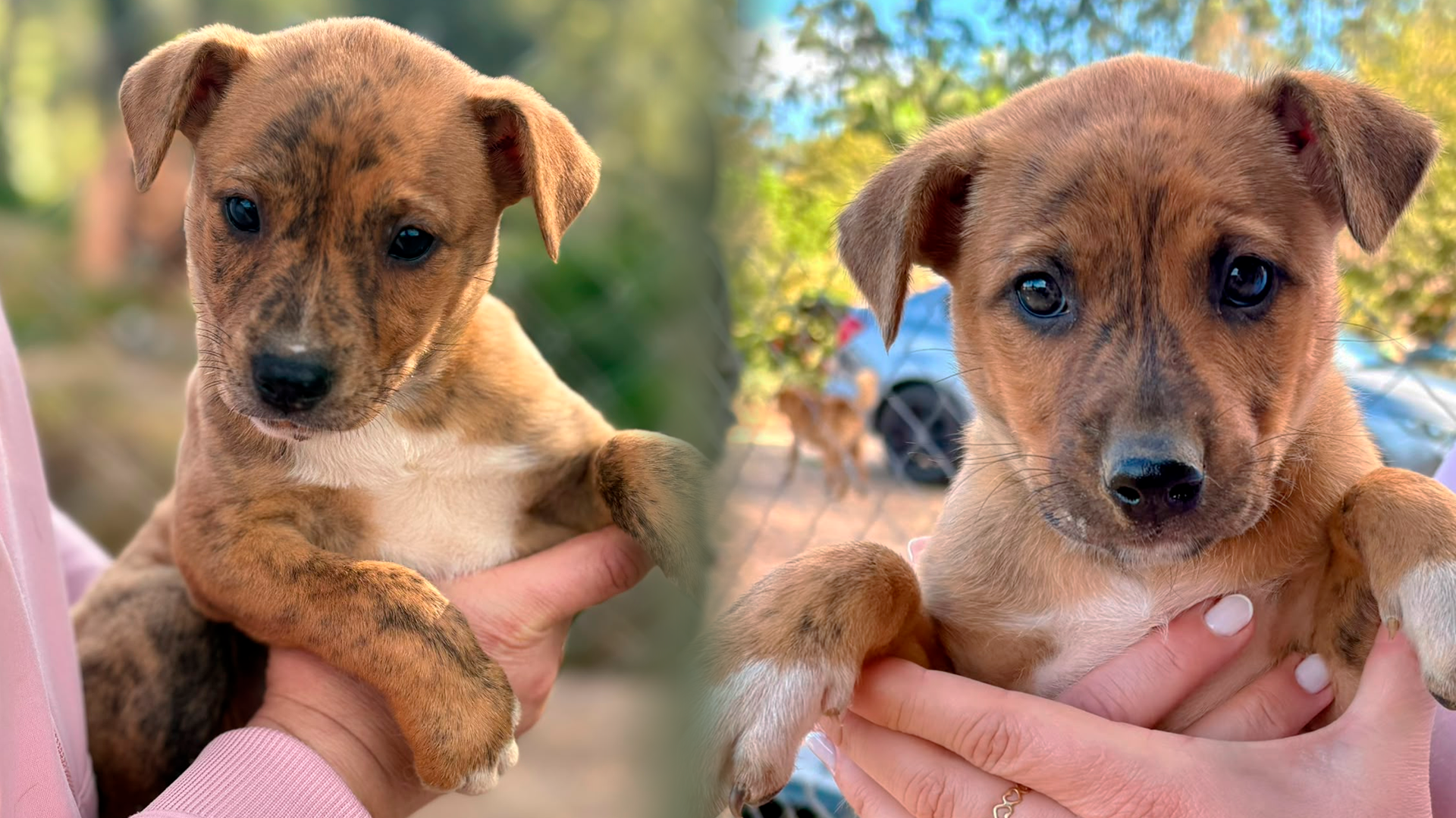 Prefeitura de São Ludgero promove evento de adoção de animais durante Desfile Cívico neste domingo